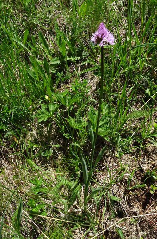 Catena dei Lagorai...da Pergine al Passo del Manghen